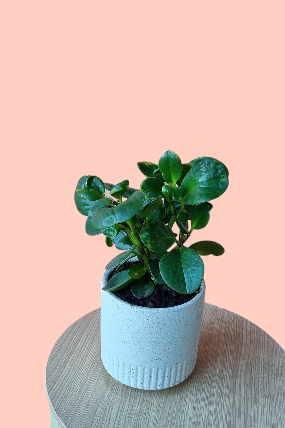 Peperomia-Hobart Florist Delivery-The Wild Bunch