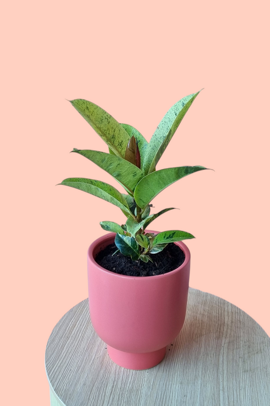 Rubber Tree Plant-Hobart Florist Delivery-The Wild Bunch