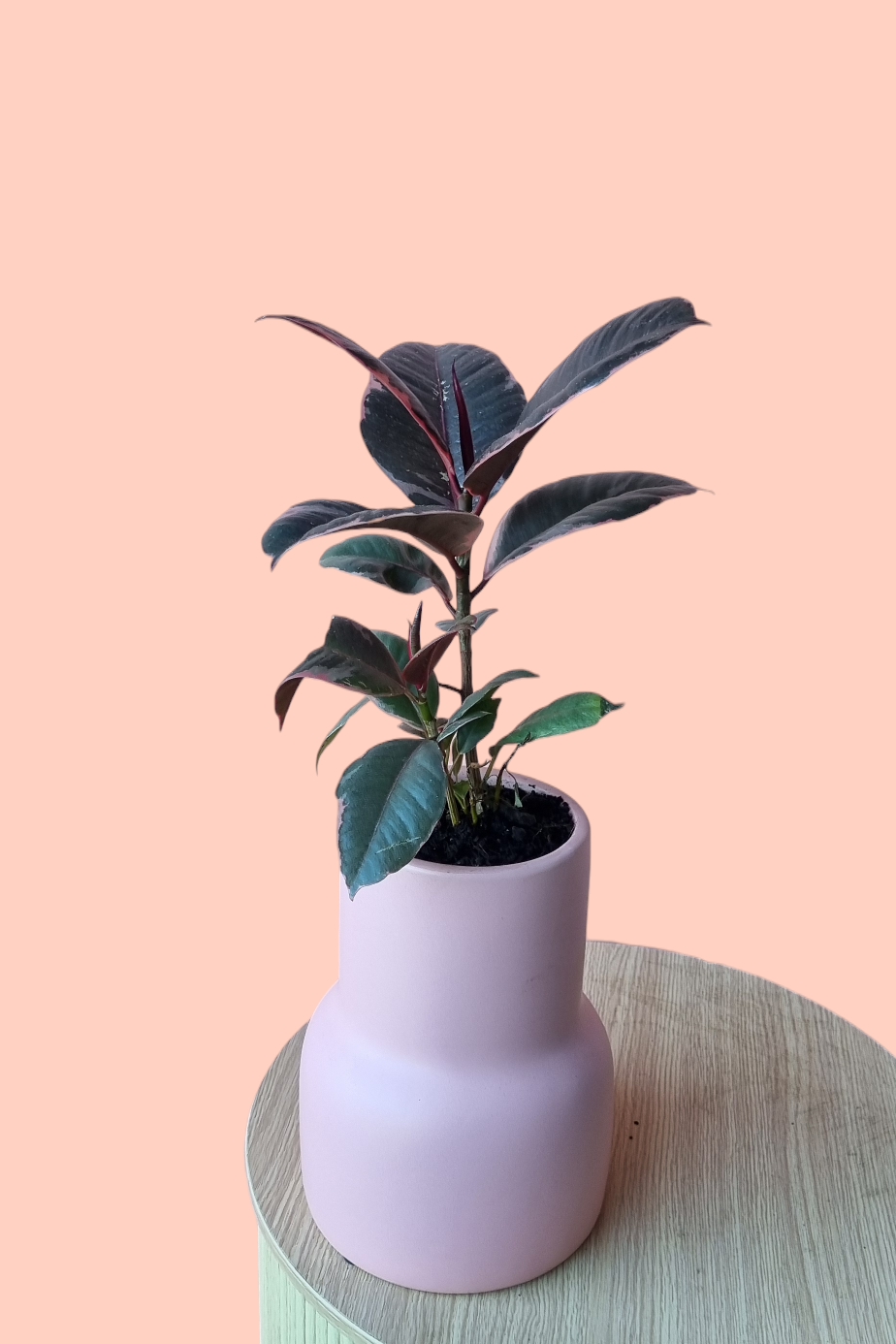 Rubber Tree Plant-Hobart Florist Delivery-The Wild Bunch