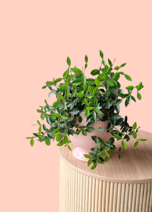 Peperomia Plant-Hobart Florist Delivery-The Wild Bunch