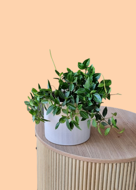 Peperomia Plant-Hobart Florist Delivery-The Wild Bunch